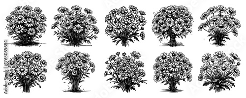 Aster shrub bloom clusters – lush late‑summer flowers sketched in expressive monochrome ink series