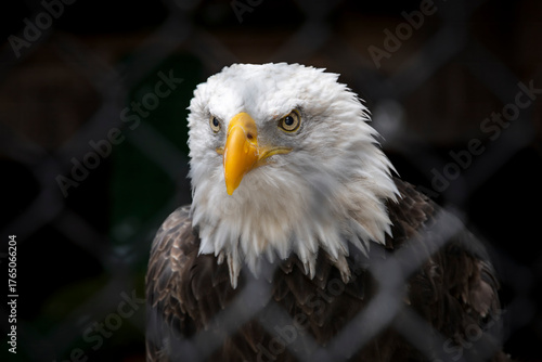 Close-up of a majestic bald eagle at Mountsberg Conservation Area, Ontario, showcasing the beauty and power of this iconic bird of prey.