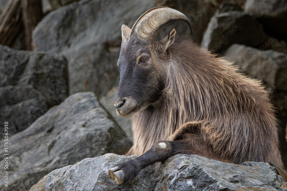 Fototapeta premium Mountain goat on the rocks.