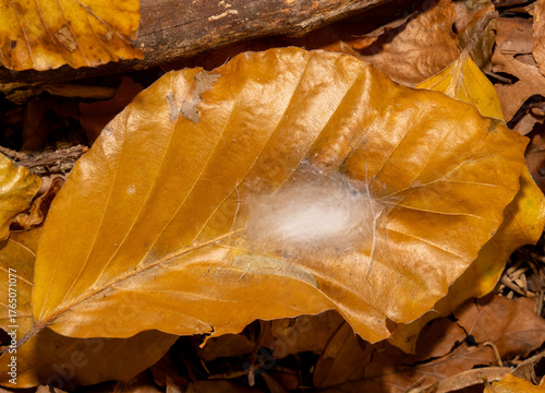 An insect cocoon on a dry leaf