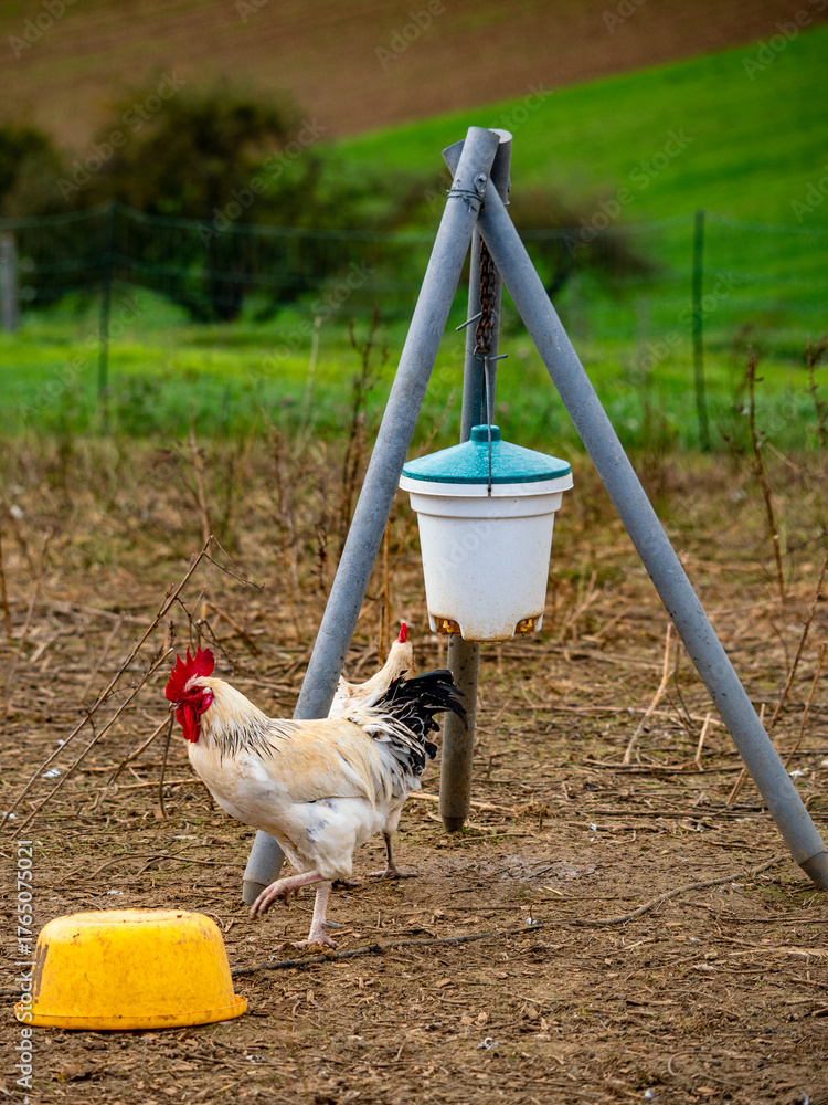 Fototapeta premium Freilaufende Hühner und Lamas an einem Hühnerwagen