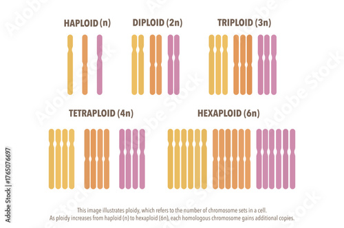 Educational biology infographic illustrating haploid, diploid, triploid, tetraploid, and hexaploid chromosome sets. Colorful genetics diagram for teachers, students, textbooks, and science posters.