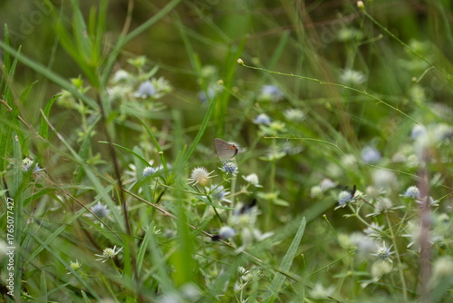 A beautiful little gray and orange Hairstreak butterfly feeding in a patch of blue, native wildflowers.