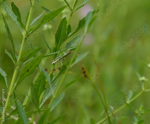 A big Red-headed Meadow Katydid is camouflaged in the lush green foliage of native wildflowers and meadow grasses.