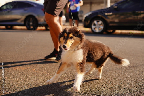 man and dog walking in street
