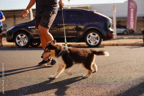 man and dog walking in street
