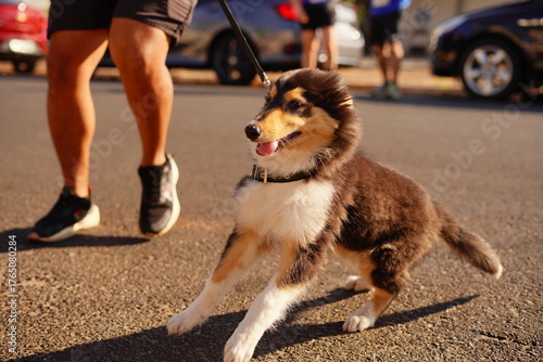 man and dog walking in street