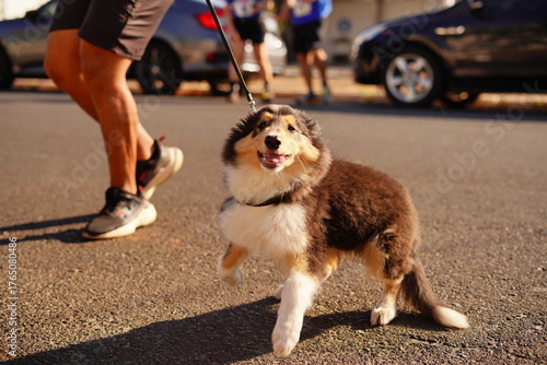man and dog walking in street