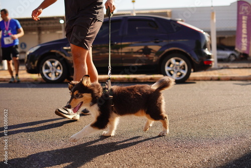man and dog walking in street