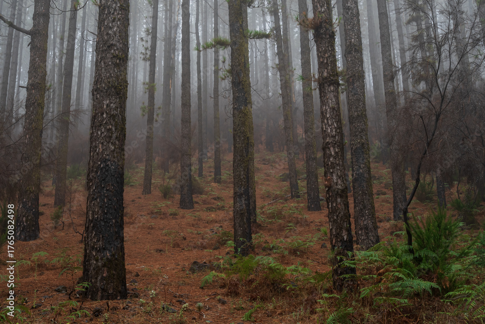 Fototapeta premium Misty pine woodland landscape on Tenerife with lush green ferns covering the forest floor. Atmospheric fog, tall trunks, and rich foliage ideal for nature concepts and backgrounds.