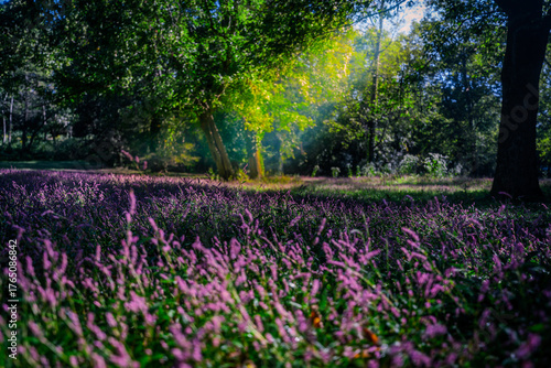 field of purple flowers in the woods with a sun beam through the trees