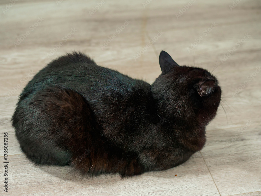 Obraz premium A funny black cat is sitting on a blanket. The cat has a look of annoyance on its face. Home pet.