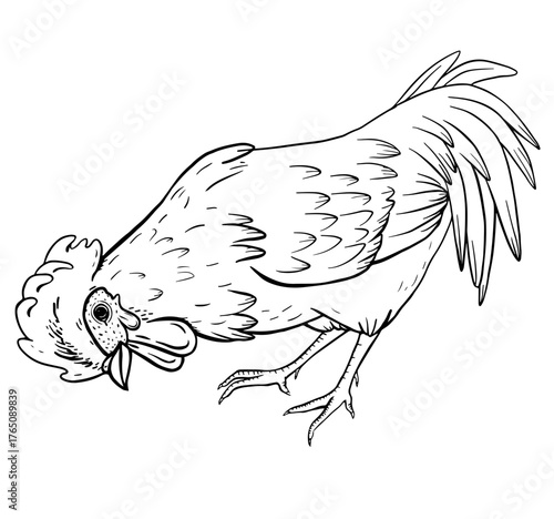 Vintage style illustration of a rooster bending to peck food. Hand drawn farm animal sketch for agriculture, countryside life, coloring pages, organic food concepts or children books.