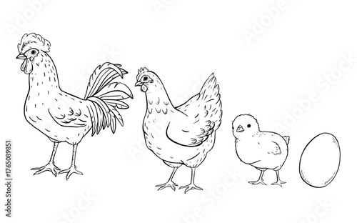 Vintage farm illustration with hen, rooster, small chick and egg in simple hand drawn sketch style. Countryside livestock scene for agriculture designs, packaging or children rural education.