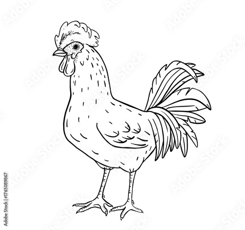 Hand drawn ink illustration standing rooster in vintage farm style. Elegant detailed sketch ideal for agriculture branding, organic food packaging, coloring pages, tradition and countryside themes.
