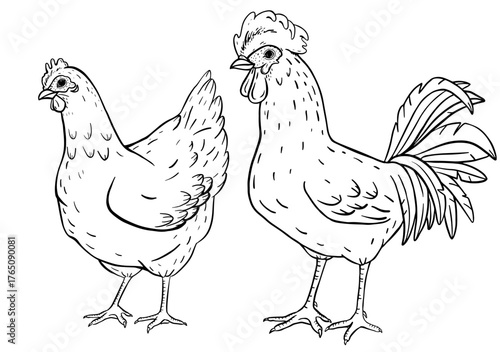 Pair of hen and rooster in vintage farm illustration style. Symbol of family, rural tradition and natural agriculture. Classic countryside poultry drawn with hand-sketched character and charm.