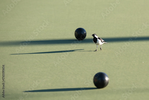 curious butcher bird on a bowls green
