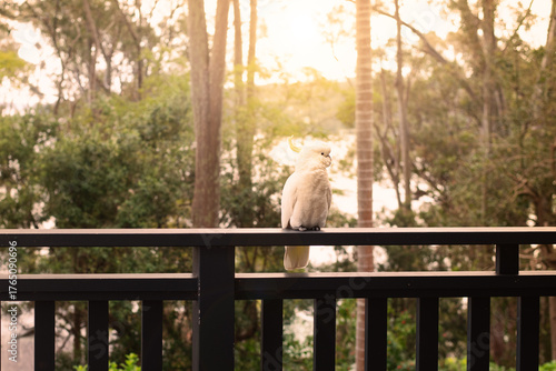 sulphur crested cockatoon on a railing