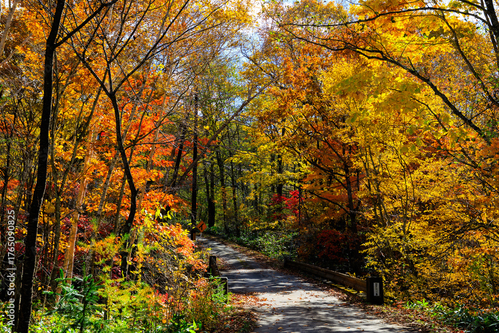 Fototapeta premium 紅葉の中を走る一本道