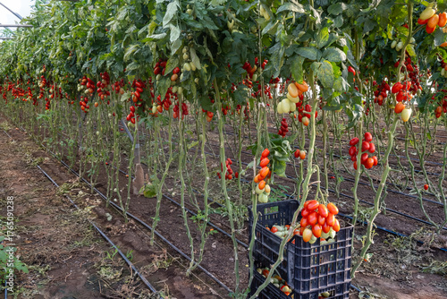 Growing of red salad or sauce tomatoes on greenhouse plantations in Fondi, Lazio, agriculture in Italy in summer, harvest