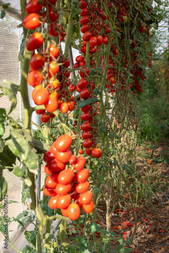 Growing of red salad or sauce tomatoes on greenhouse plantations in Fondi, Lazio, agriculture in Italy in summer, harvest