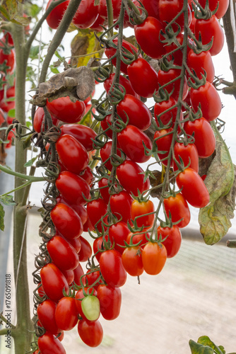 Growing of red salad or sauce tomatoes on greenhouse plantations in Fondi, Lazio, agriculture in Italy in summer, harvest