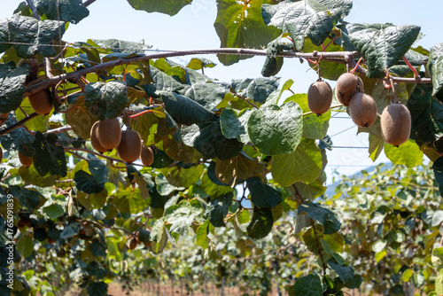 New harvest of golden or green kiwi, hairy fruits hanging on kiwi tree in orchard in Italy, Lazio