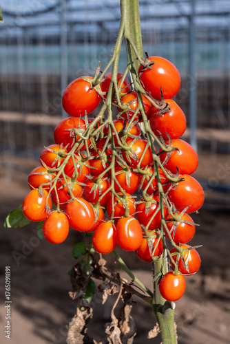 Growing of red salad or sauce tomatoes on greenhouse plantations in Fondi, Lazio, agriculture in Italy in summer, harvest