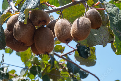 New harvest of golden or green kiwi, hairy fruits hanging on kiwi tree in orchard in Italy, Lazio