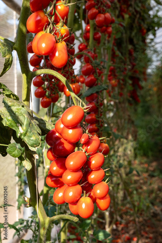 Growing of red salad or sauce tomatoes on greenhouse plantations in Fondi, Lazio, agriculture in Italy in summer, harvest