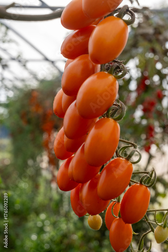 Growing of orange salad or sauce tomatoes on greenhouse plantations in Fondi, Lazio, agriculture in Italy in summer, harvest