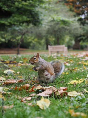 London, UK - October 11, 2025: A squirrel at St. James's Park in London
