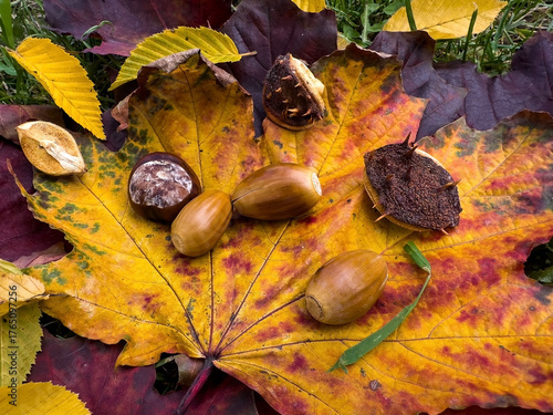 Close-up of acorns and a chestnut placed on colorful autumn maple leaf with red and yellow tones, natural seasonal composition symbolizing fall, harvest, and the beauty of nature
