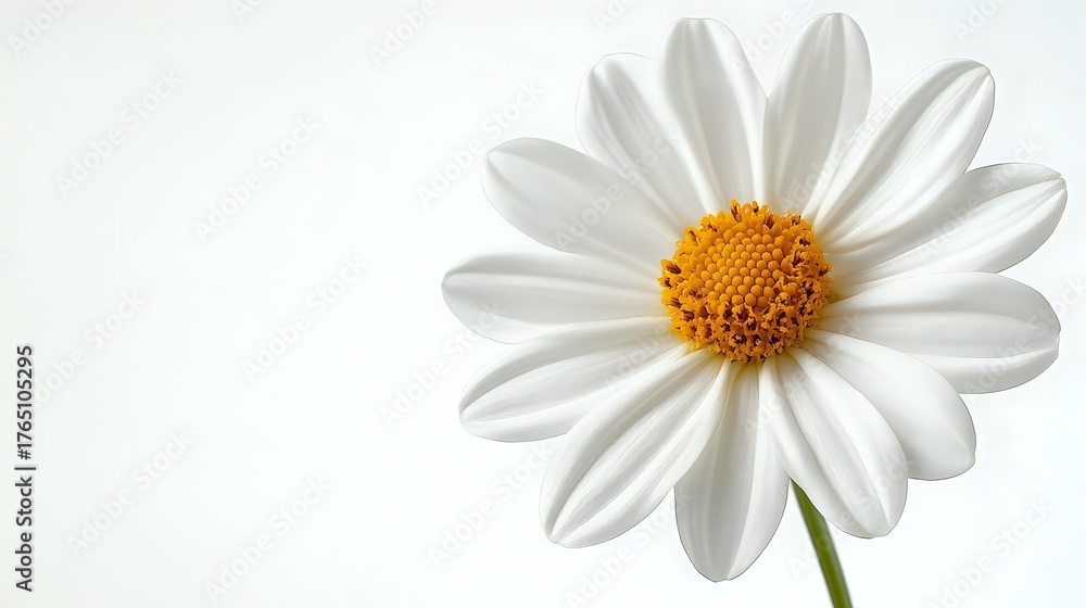 Naklejka premium Single white daisy flower with yellow center isolated on white background, fresh spring botanical composition showing delicate petals and natural form.