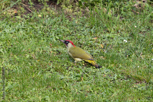 Pic vert sur herbe, profil net. Plumage vert, calotte rouge, masque noir. Scène naturelle en plein jour, idéale pour l’identification ornithologique ou l’observation en milieu sauvage