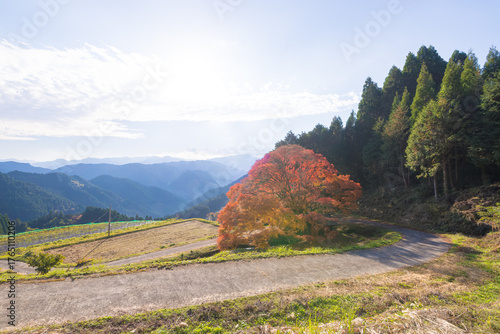 Fototapeta 平野の大もみじ（熊本県山都町）