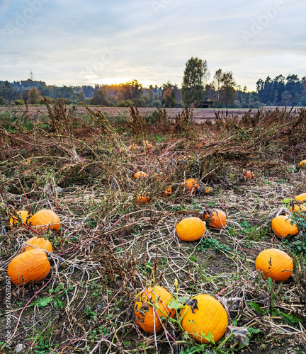 Pumpkin-Field in the autumn
