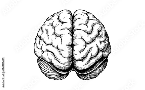 top-view of a human brain, showing intricate folds and structure, symbolizing intelligence, anatomy, and neuroscience study.