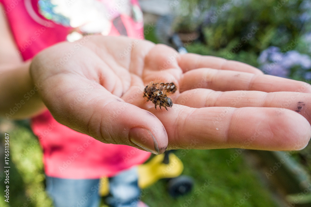 Obraz premium Raupe einer Ampfereule (Acronicta rumicis)