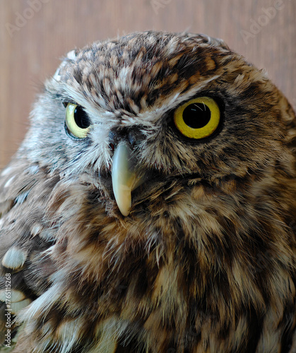 Close-up of owl eye with sharp feathers texture and deep yellow iris.