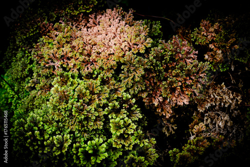 Thick heavy shrubs with dark leaves provide a sense of depth, shadow, and mystery, great for texture overlays, shadowy natural borders, or robust background fillers.