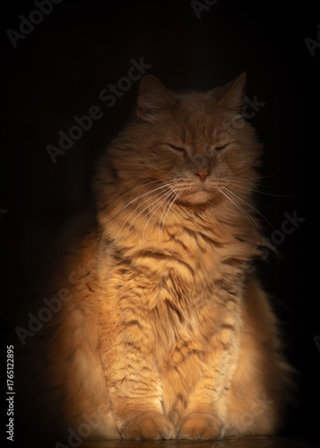 A fluffy ginger cat sits in the darkness, illuminated by soft sunlight.