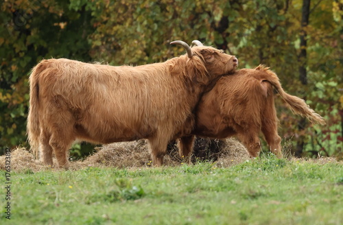 highland longhorn cow and calf