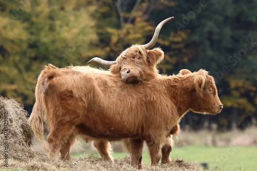highland longhorn cow and calf