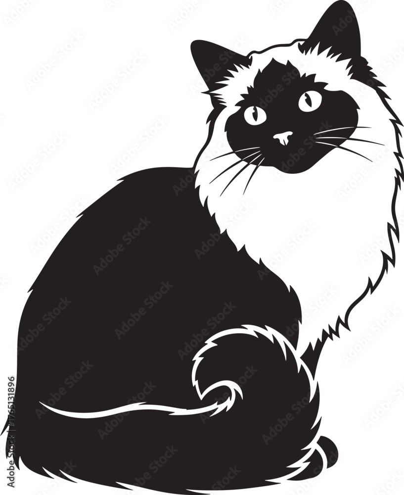 Obraz premium Elegant ragdoll cat silhouette sitting proudly detailed fur texture isolated on white pet animal art