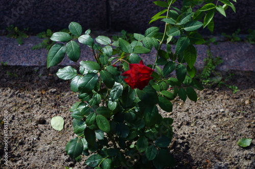 Red rose in the garden.