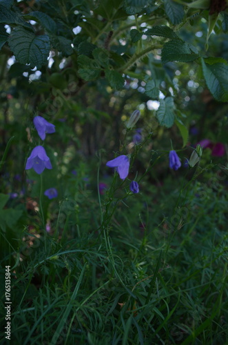 Blue bellflowers in summer forest shade