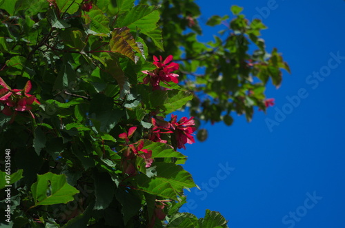 Red seeds on a maple tree