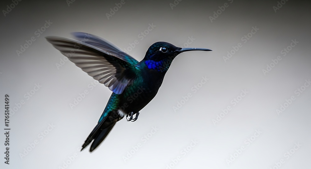 Fototapeta premium Enchanting Iridescent Hummingbird Captured in Motion