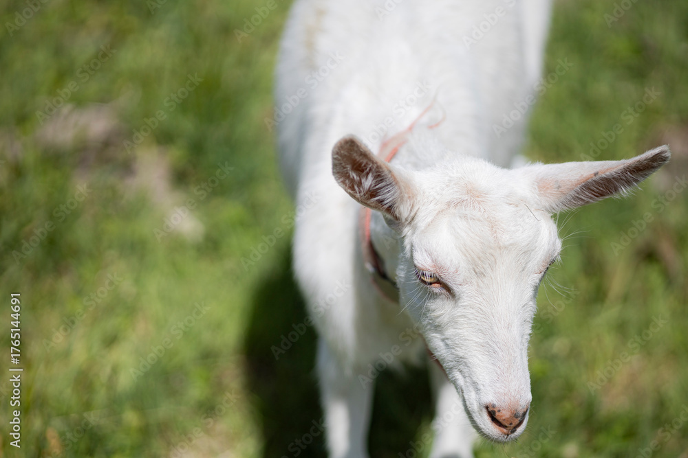 Obraz premium かわいい子ヤギ